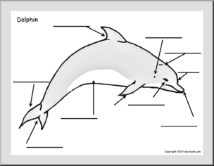 Chart: Dolphin (Unlabeled)