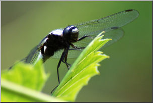 Photo: Dragonfly 03 LowRes