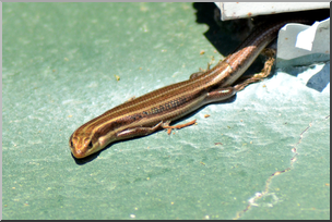 Photo: Five Lined Skink 01 HiRes