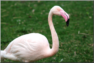 Photo: Flamingo 01a LowRes