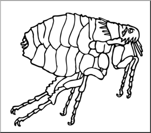 Clip Art: Insects: Flea B&W
