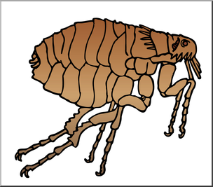 Clip Art: Insects: Flea Color – Abcteach