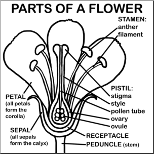 Clip Art: Flower Parts B&W Labeled