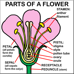 abcteach clipart flower