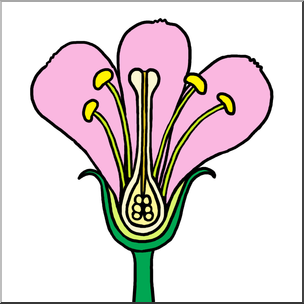 Clip Art: Flower Parts Color Unlabeled