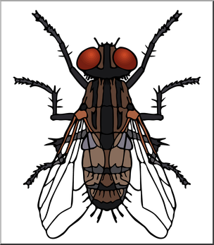 Clip Art: Insects: Housefly Color