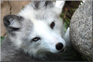 Photo: Arctic Fox 01a HiRes – Abcteach