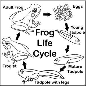 Clip Art: Frog Life Cycle B&W