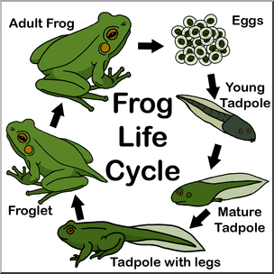 Clip Art: Frog Life Cycle Color