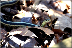 Photo: Garter Snake 01a LowRes