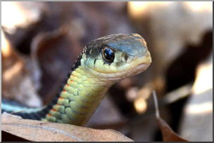 Photo: Garter Snake 01b HiRes