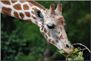 Photo: Giraffe 01a LowRes