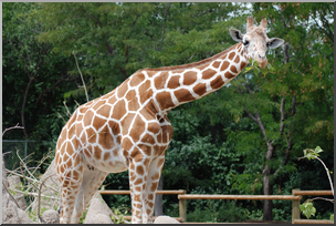 Photo: Giraffe 02a HiRes