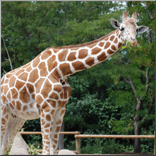 Photo: Giraffe 02b HiRes