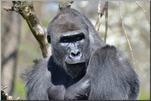 Photo: Gorilla 05 HiRes