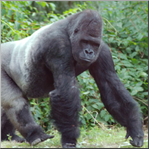 Photo: Gorilla 01b LowRes