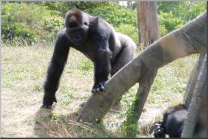 Photo: Gorilla 02 HiRes