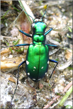 Photo: Green Beetle 01 HiRes