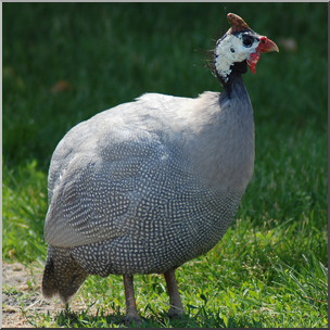 Photo: Guinea Fowl 02 HiRes – Abcteach