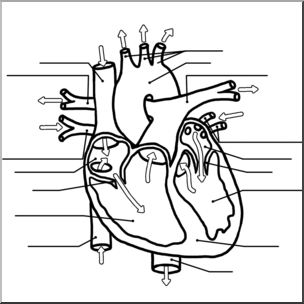 Clip Art: Human Heart Cross Section B&W Unlabeled – Abcteach