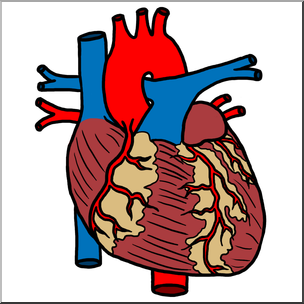 Clip Art: Human Heart Color – Abcteach