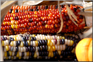 Photo: Indian Corn 01 LowRes