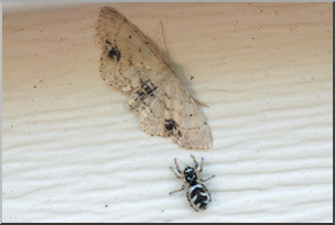 Photo: Jumping Spider and Moth 04 LowRes