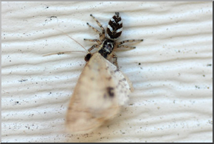 Photo: Jumping Spider and Moth 06 LowRes
