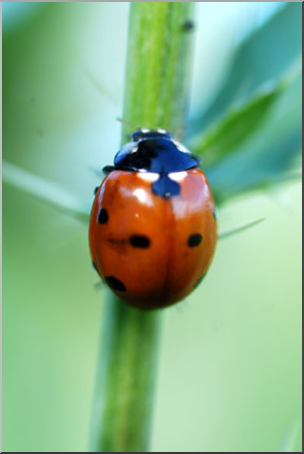 Photo: Ladybug 01a LowRes