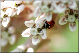 Photo: Ladybug and Milkweed 01a HiRes