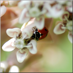 Photo: Ladybug and Milkweed 01b HiRes