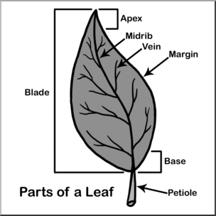 Clip Art: Leaf Parts Grayscale Labeled – Abcteach