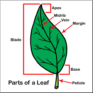 Clip Art: Leaf Parts Color Labeled – Abcteach