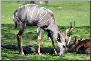 Photo: Lesser Kudu 01 LowRes