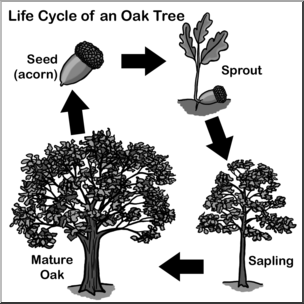 Clip Art: Oak Tree Life Cycle Grayscale – Abcteach