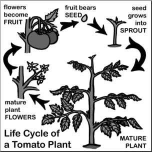 Clip Art: Tomato Plant Life Cycle Grayscale – Abcteach
