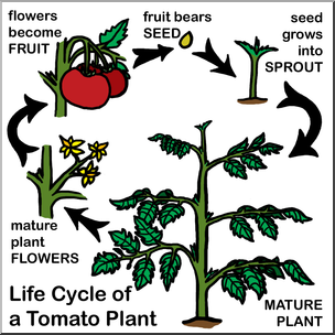 Clip Art: Tomato Plant Life Cycle Color – Abcteach