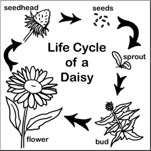 Clip Art: Daisy Life Cycle B&W