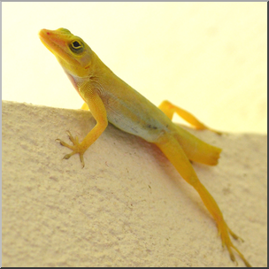 Photo: Lizard w/ Detached Tail 01b HiRes