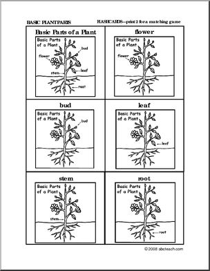 Flashcards: Parts of a Plant (preschool/primary)