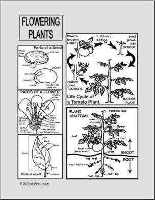 Mini Office: Biology Ã± Flowering Plants (b/w)