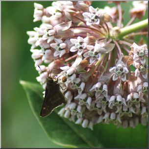 Photo: Moth and Milkweed 01b HiRes
