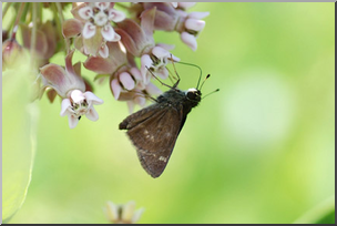 Photo: Moth and Milkweed 02a LowRes