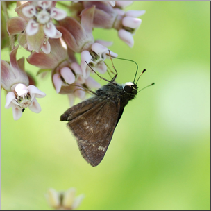 Photo: Moth and Milkweed 02b HiRes