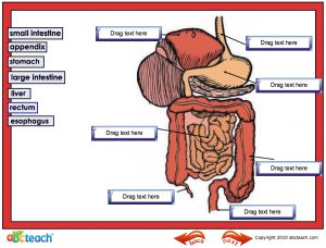 Interactive: Notebook: Science: Digestive System