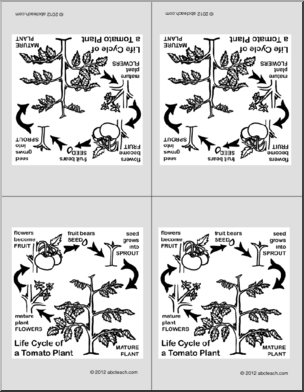 Nomenclature Cards: Tomato Life-Cycle (4) (foldable)