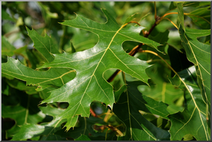 Photo: Northern Pin Oak Leaves 01a HiRes – Abcteach