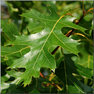 Photo: Northern Pin Oak Leaves 01b HiRes – Abcteach