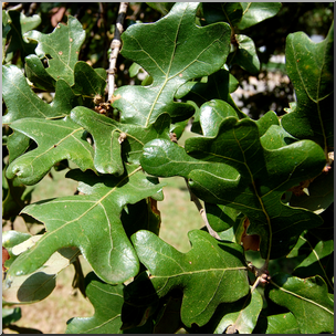 Photo: Oak Leaves 01 HiRes – Abcteach