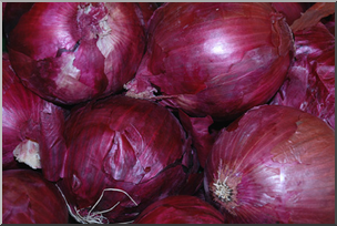 Photo: Onions 02a LowRes